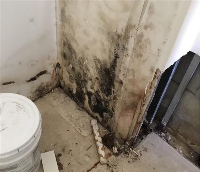 Mold growth from a leak in Boca Raton, FL