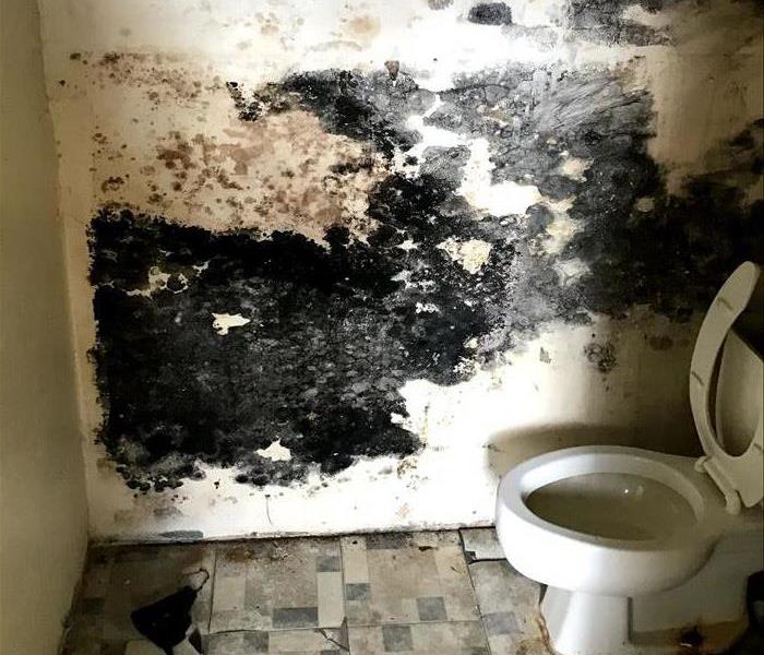 Mold growth on the wall of a Boca Raton bathroom