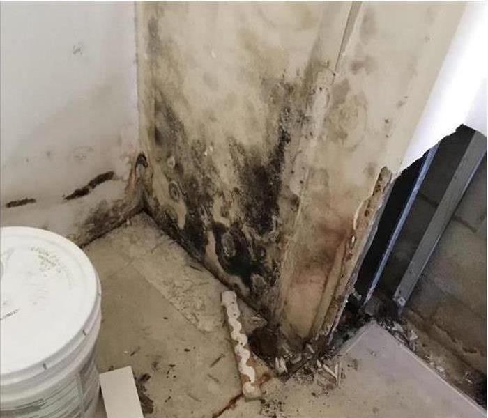 Mold damage in a home