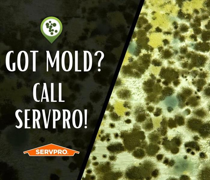 Photo of Mold